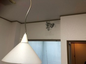 クロスカビ