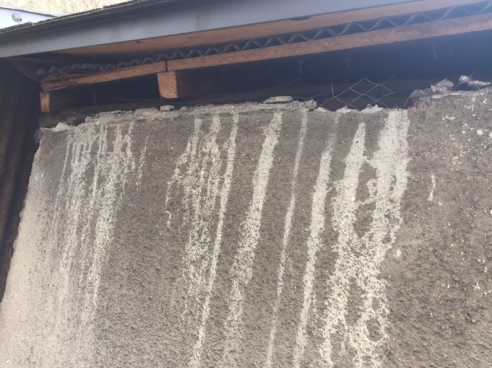 屋根の隙間からコウモリが侵入