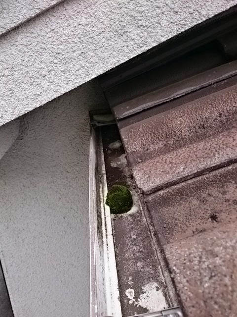 雨樋の集水器付近に発生した苔（コケ）による詰まりの原因