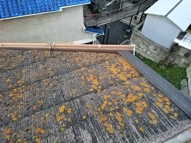 スレート屋根に付着した黄色い苔（コケ）とカビの拡大写真