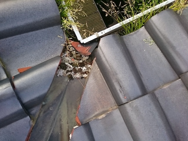 谷樋の詰まりを放置した結果生えた雑草：オーバーフロー（逆流）の危険性