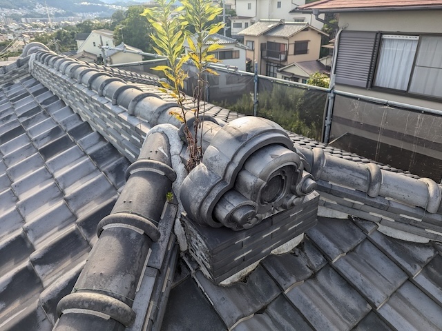 長岡京市で瓦屋根の戸建住宅にて雑草除去、今後部分解体と屋根土の撤去予定