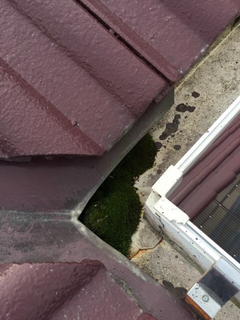 京田辺市の屋根調査。雨漏りの急所である谷板金にびっしりと堆積したコケ